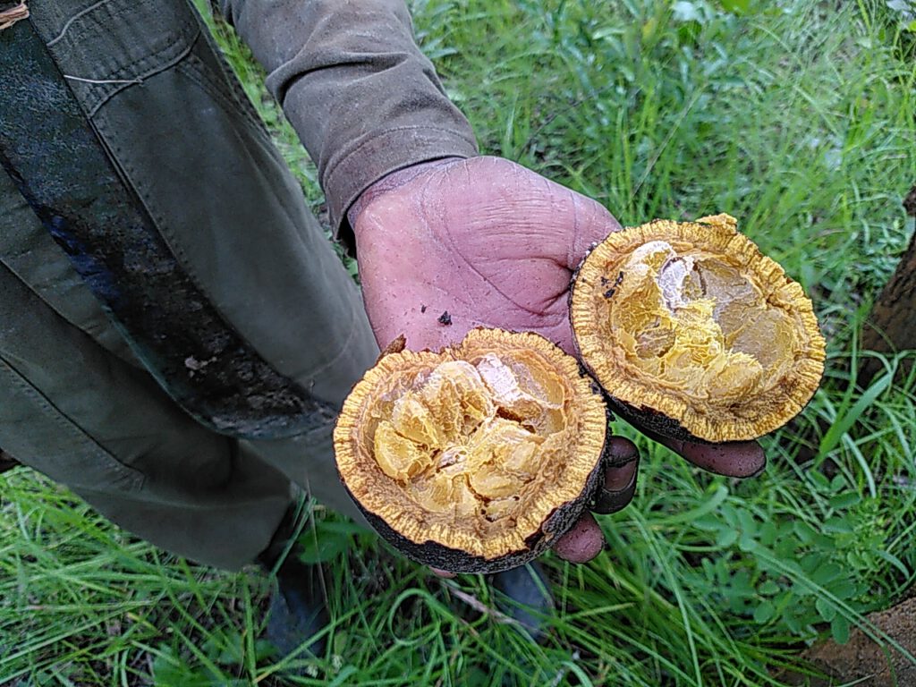 Boots & fruits for kids