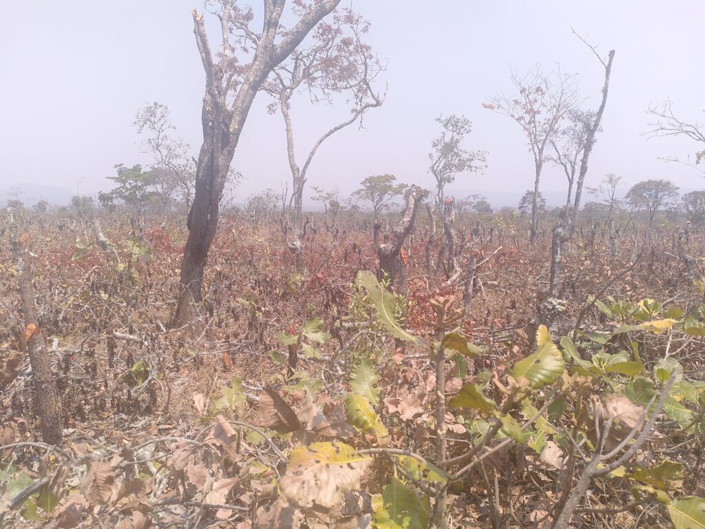 Rainfed farmers facing deforestation